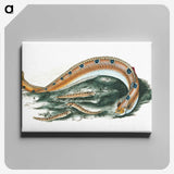 1-40_The-Natural-History-of-British-Fishes_canvas