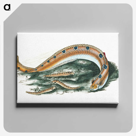 1-40_The-Natural-History-of-British-Fishes_canvas