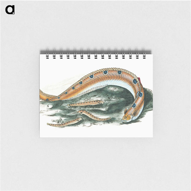 1-40_The-Natural-History-of-British-Fishes_memo