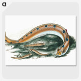 1-40_The-Natural-History-of-British-Fishes_picture-crop