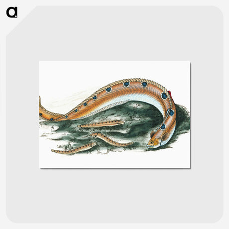 1-40_The-Natural-History-of-British-Fishes_postcard