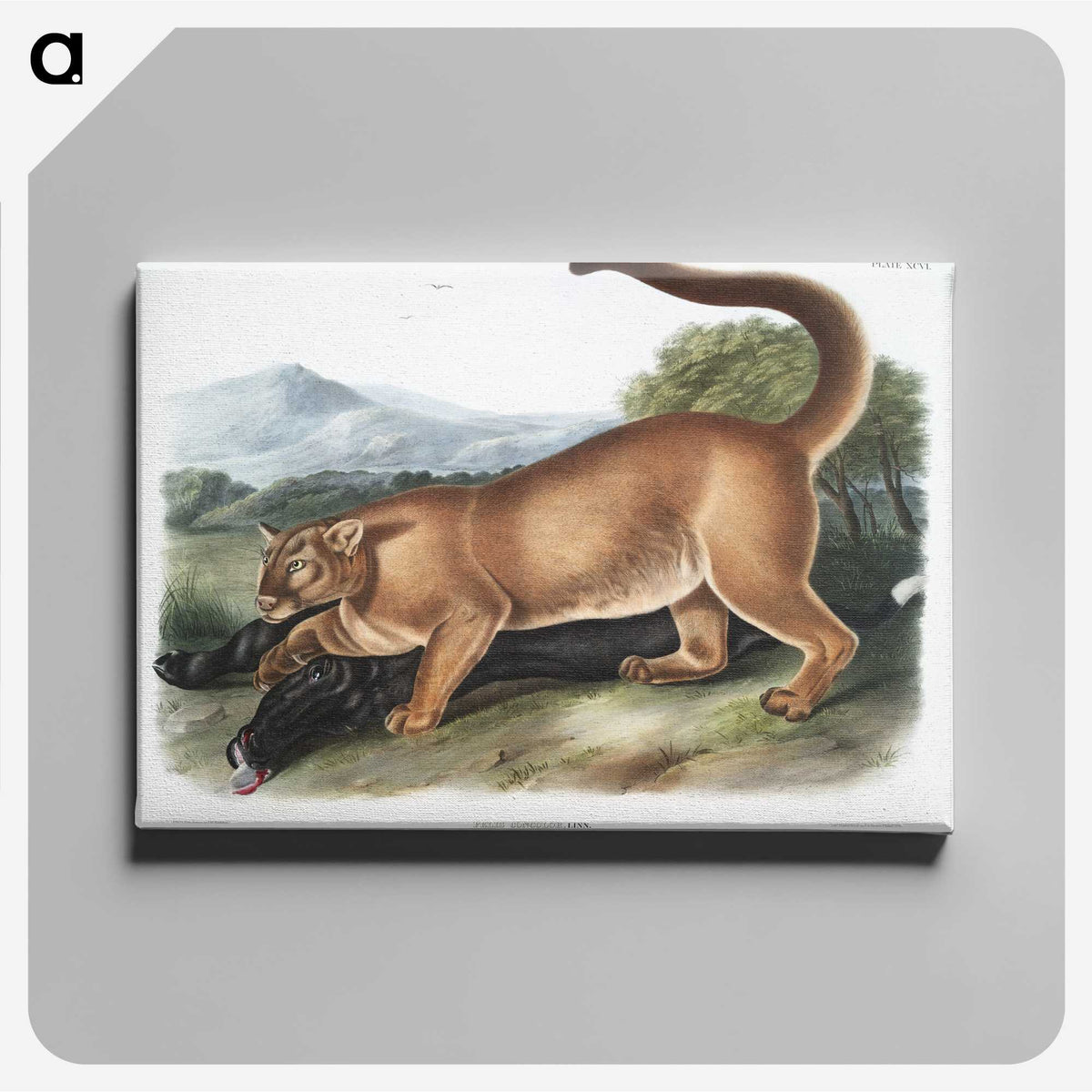 1-40_The-Viviparous-Quadrupeds_canvas