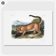1-40_The-Viviparous-Quadrupeds_picture