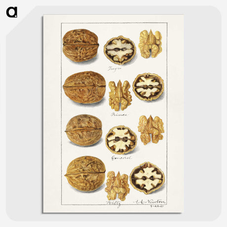 1-40_USDA-Watercolor-Fruit-Painting-Collection_picture-crop