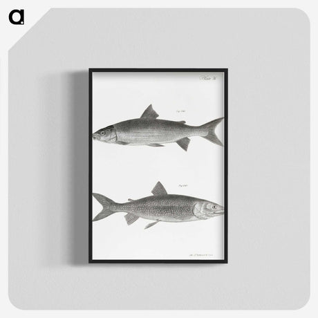 1-40_Zoology-of-New-York_blk-crop