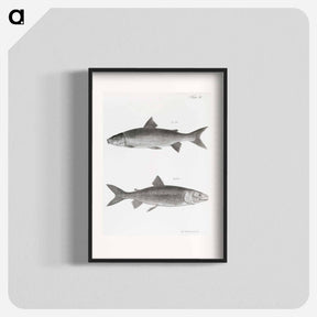 アートポスター-The White-fish (Corregonus albus) - ニューヨークの動物学 Poster.