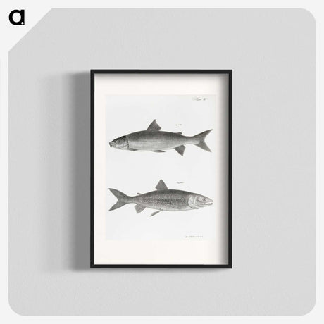 1-40_Zoology-of-New-York_blk