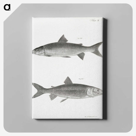 1-40_Zoology-of-New-York_canvas
