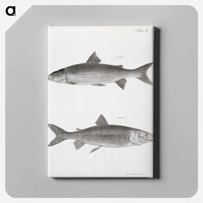 アートパネル-The White-fish (Corregonus albus) - ニューヨークの動物学 Canvas.