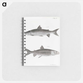 アートメモ帳-The White-fish (Corregonus albus) - ニューヨークの動物学 Memo.