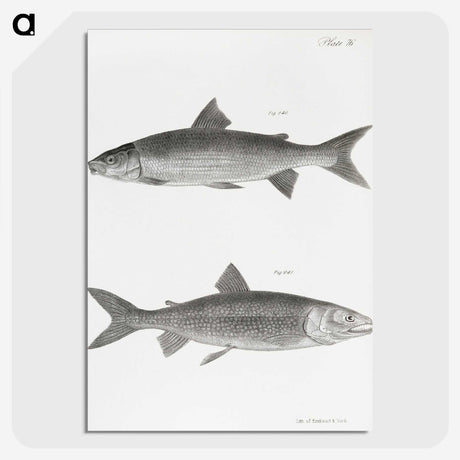 1-40_Zoology-of-New-York_picture-crop