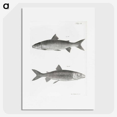 1-40_Zoology-of-New-York_picture