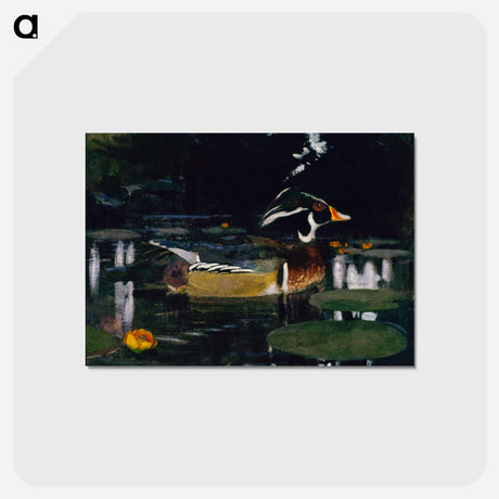 アートポストカード-Male Wood Duck in a Forest Pool - アボット ハンダーソン セイヤー Postcard.