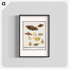 アートポスター-Butterflies and moths - アンセルムス ボエティウス デ ブート Poster.