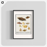Butterflies and moths - アンセルムス ボエティウス デ ブート Poster.
