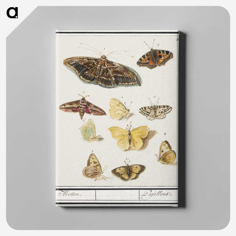 1-41_Anselmus-Boetius-de-Boodt_canvas