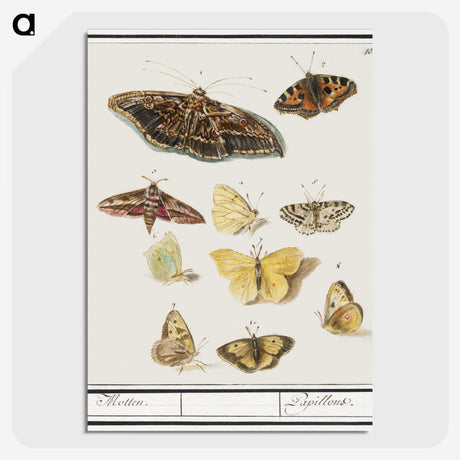 1-41_Anselmus-Boetius-de-Boodt_picture-crop