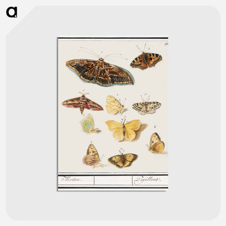 アートポストカード-Butterflies and moths - アンセルムス ボエティウス デ ブート Postcard.