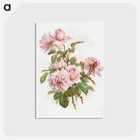 アートポストカード-Pink Roses
 - ボストン公共図書館 Postcard.