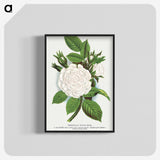 1-41_Botanical-Specimen-Plates_blk-crop