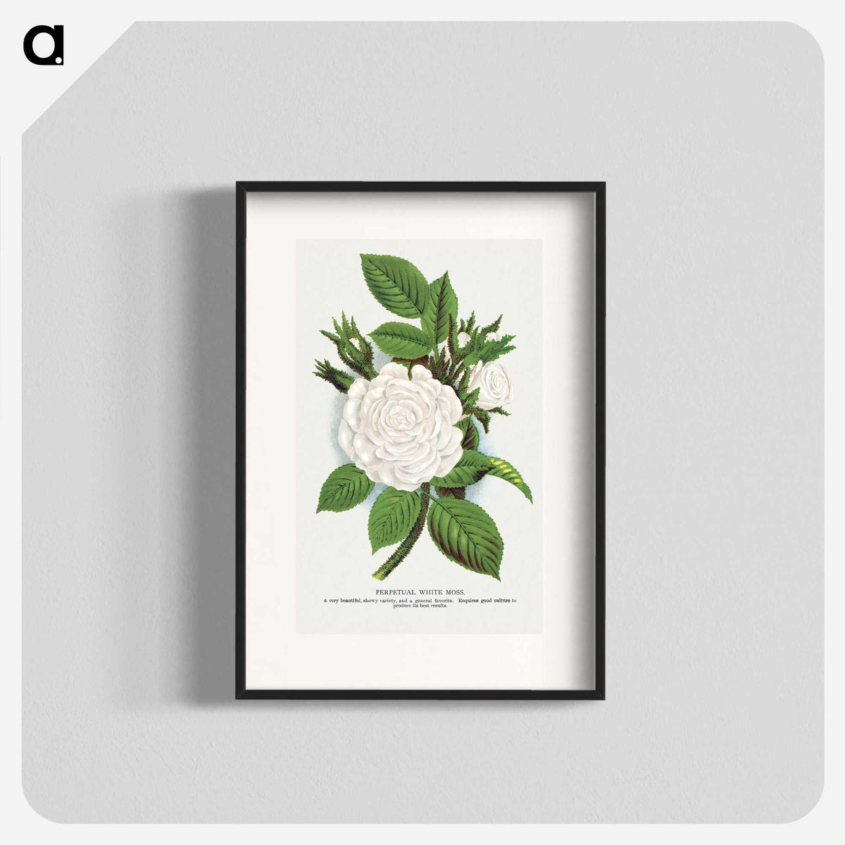 1-41_Botanical-Specimen-Plates_blk