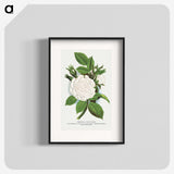 1-41_Botanical-Specimen-Plates_blk