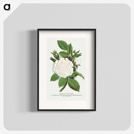 1-41_Botanical-Specimen-Plates_blk