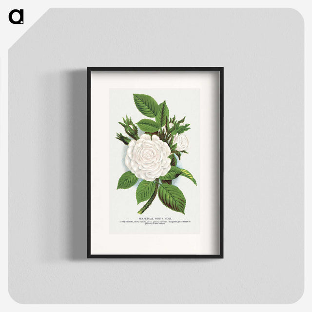 1-41_Botanical-Specimen-Plates_blk