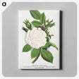 1-41_Botanical-Specimen-Plates_canvas