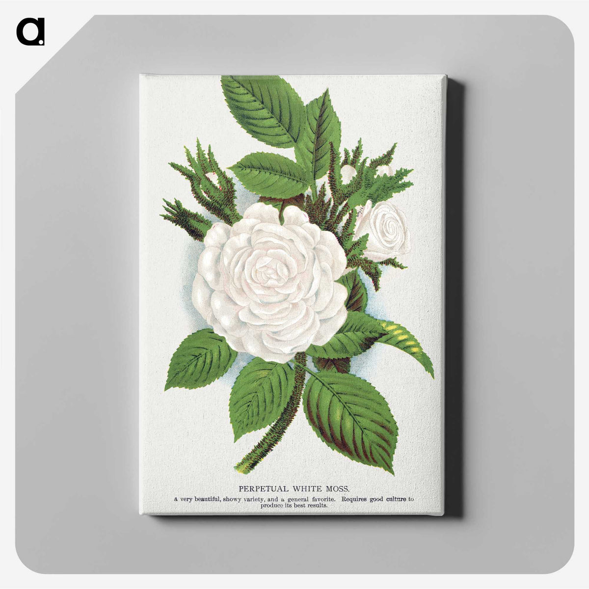 1-41_Botanical-Specimen-Plates_canvas