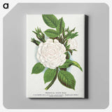 1-41_Botanical-Specimen-Plates_canvas