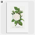 1-41_Botanical-Specimen-Plates_picture