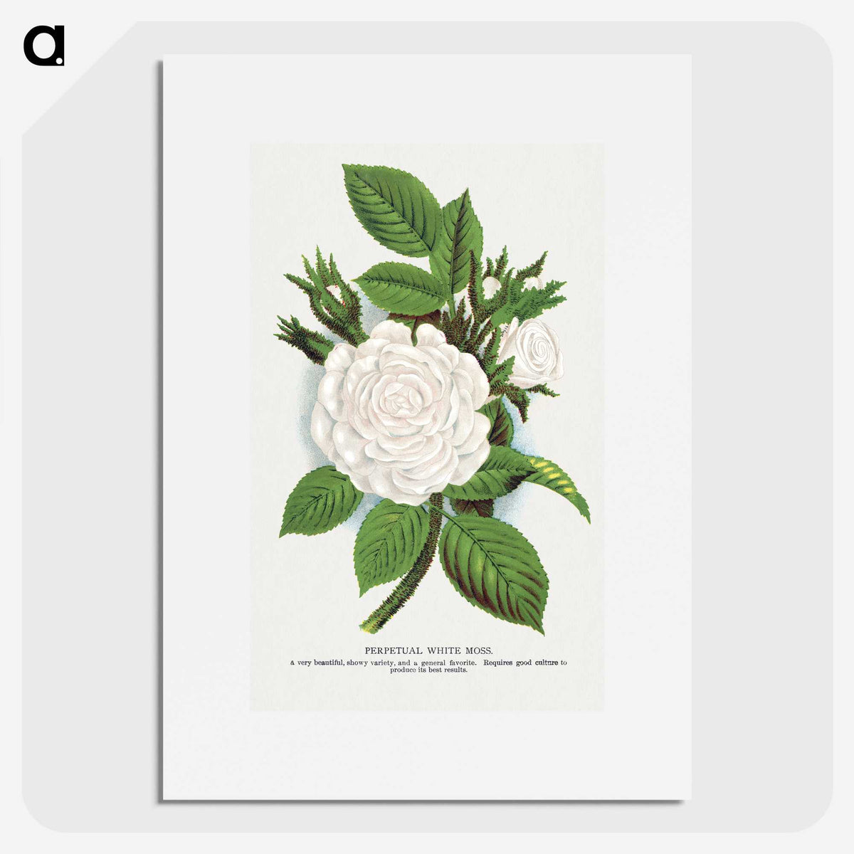 1-41_Botanical-Specimen-Plates_picture
