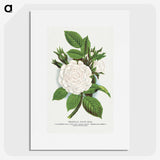1-41_Botanical-Specimen-Plates_picture
