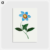 アートポストカード-Star Flower
 - クリーブランド美術館 Postcard.