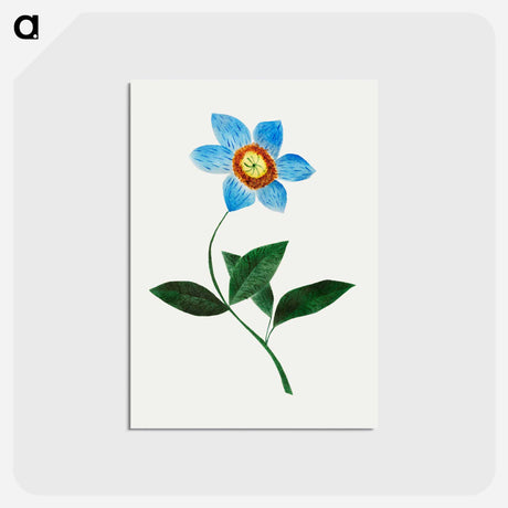 アートポストカード-Star Flower
 - クリーブランド美術館 Postcard.