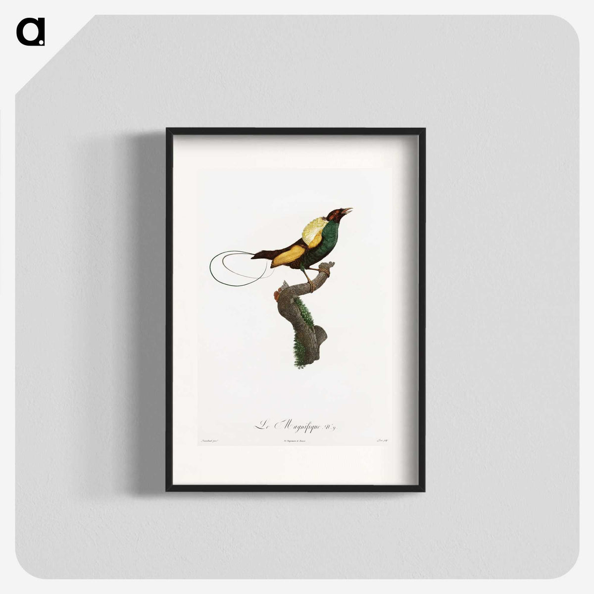 1-41_Des-Oiseaux-de-Paradis_blk