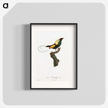 1-41_Des-Oiseaux-de-Paradis_blk