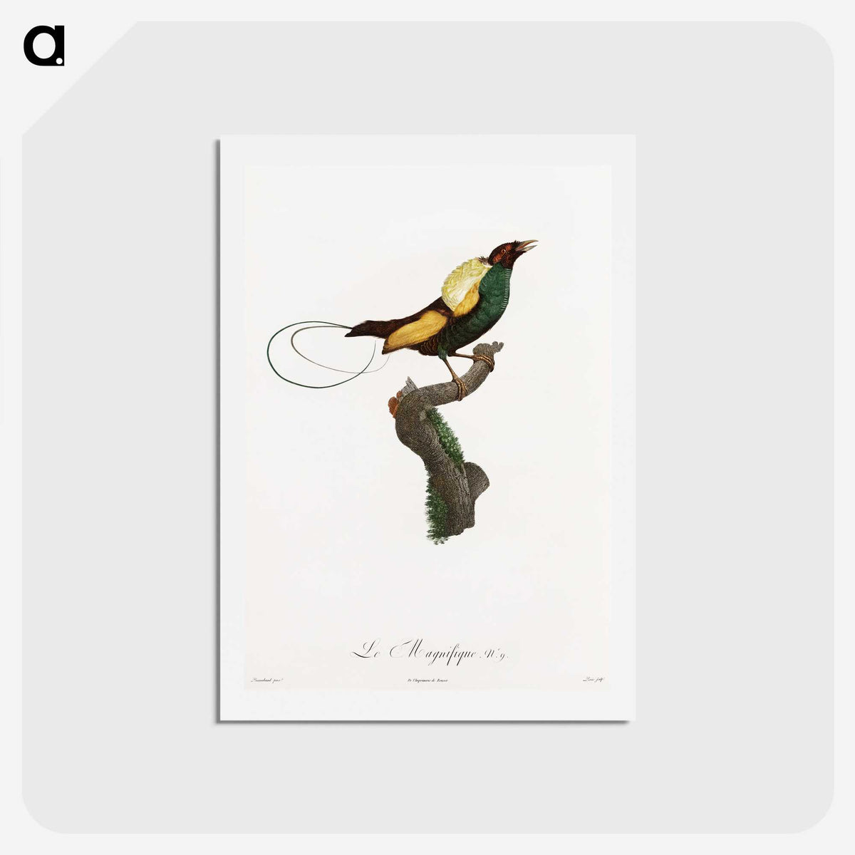 1-41_Des-Oiseaux-de-Paradis_hagaki