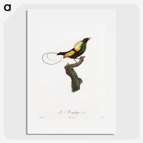 1-41_Des-Oiseaux-de-Paradis_picture