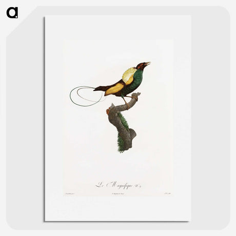 1-41_Des-Oiseaux-de-Paradis_picture