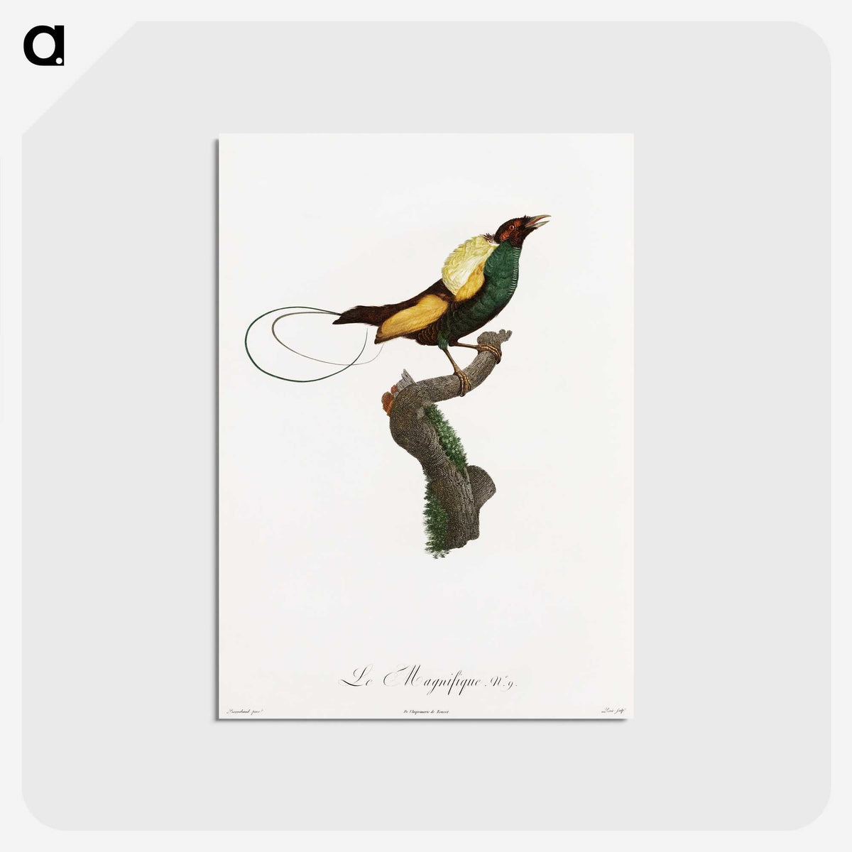 1-41_Des-Oiseaux-de-Paradis_postcard