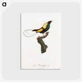 1-41_Des-Oiseaux-de-Paradis_postcard
