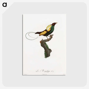 1-41_Des-Oiseaux-de-Paradis_postcard