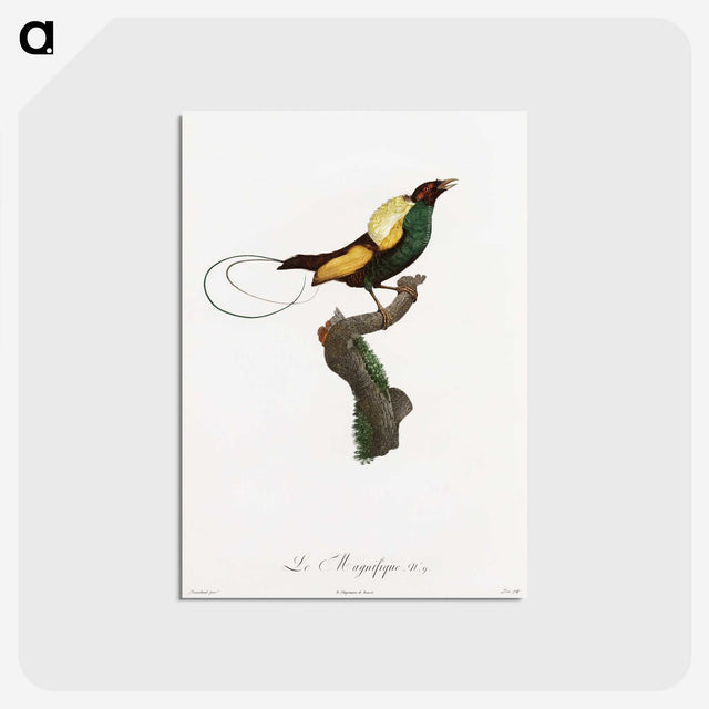 1-41_Des-Oiseaux-de-Paradis_postcard