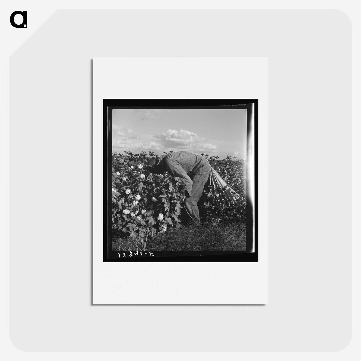 1-41_Dorothea-Lange_hagaki