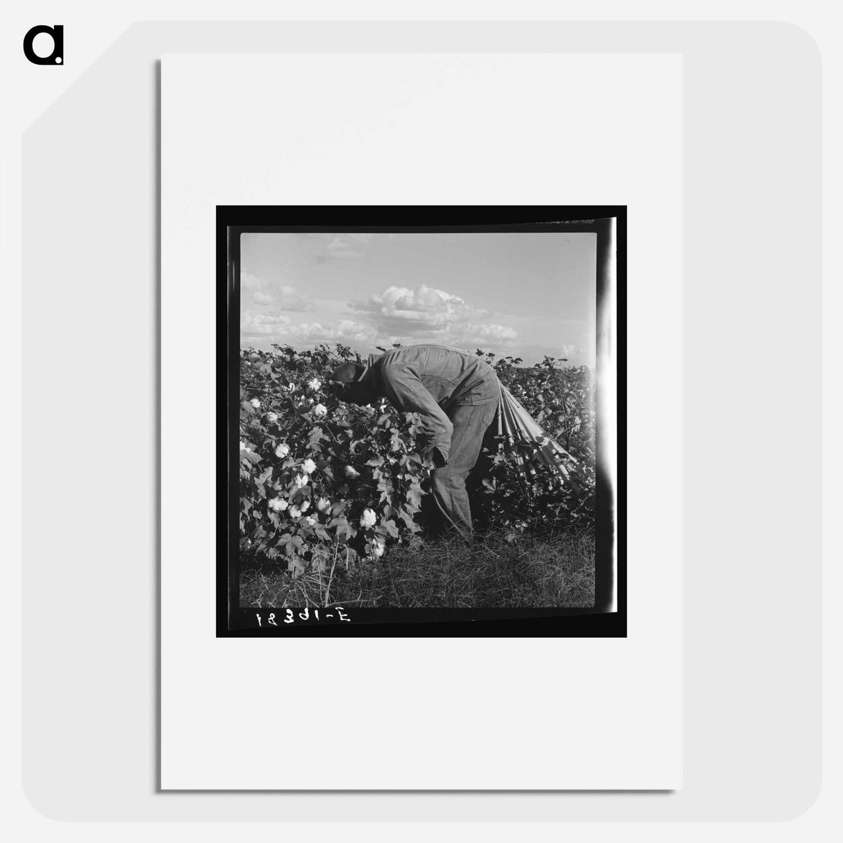 Untitled photo - Dorothea Lange Poster.