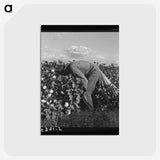 1-41_Dorothea-Lange_postcard