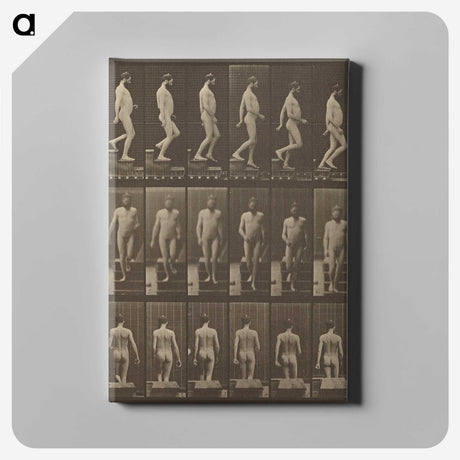 1-41_Eadweard-Muybridge_canvas