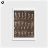 アートポストカード-Animal Locomotion
 - エドワード マイブリッジ Postcard.
